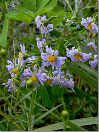 DSCN8525 DSCN8525