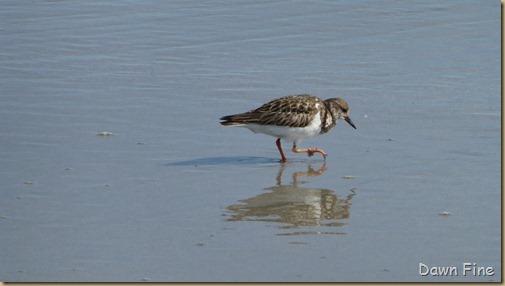 North Beach_025