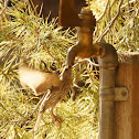House Finch (female)