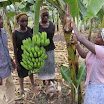 Bananenplantage.JPG - Farmmanager zeigt wie man Bananenstauden richtig pflegt.