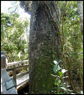 23e - Mahogany Hammock - Huge Mahogany Tree Trunk