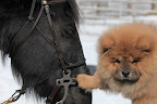 Martha's pup Ghenghis Khan (G.K.) is all for helping horses in need. Here he is getting to know one of Martha's horses, Rinze, a little better.