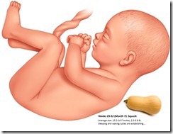 Fetal Size Chart wk29-32