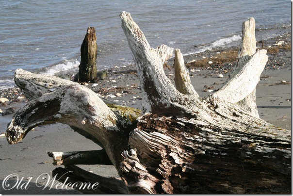 driftwood