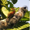 Checker-throated Wookpecker_01.jpg