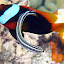 A Clown Fish And A Friend - Oak Beach, Australia
