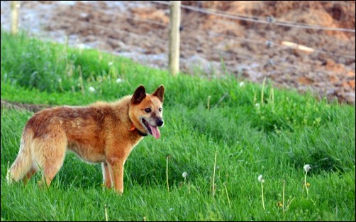 Kodi in tall grass