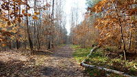 Zółty szlak Photo