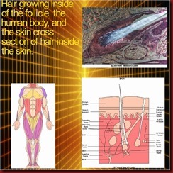 Anatomy of the hair follicle, body, and hair shaft from the skin (2) (640x640) (580x580) Anatomy of the hair follicle, body, and hair shaft from the skin (2) (640x640) (580x580)