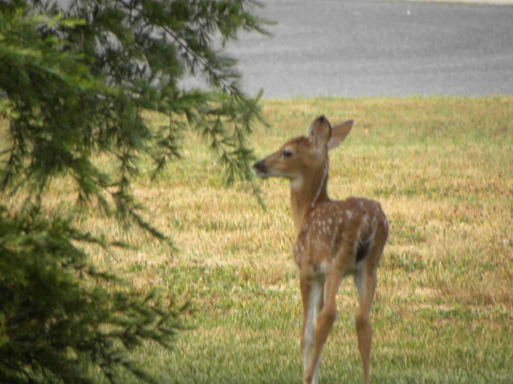 [deer-0165.jpg]