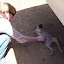 Barbara and an Albanian puppy.
