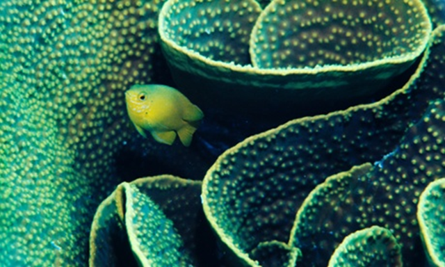 A lemon damselfish finding shelter in coral. Exposure to CO2 will make it more adventurous, and endanger its life. Photo: Bates Littlehales / Corbis