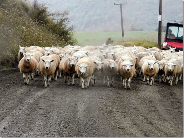 sheep on road1 - Pauline