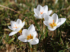 They're so pure white with such lovely yellow centers.