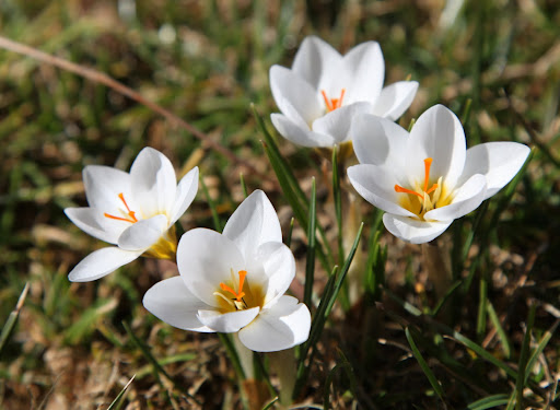 They're so pure white with such lovely yellow centers.