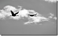 Sand Hill Cranes Wilcox AZ 130 b&w