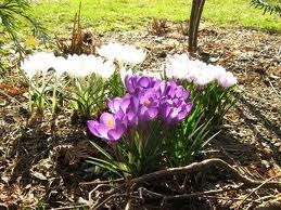 [crocus%255B4%255D.jpg]