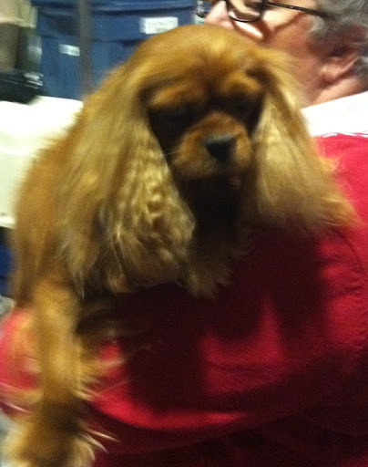 Cavalier King Charles Spaniel