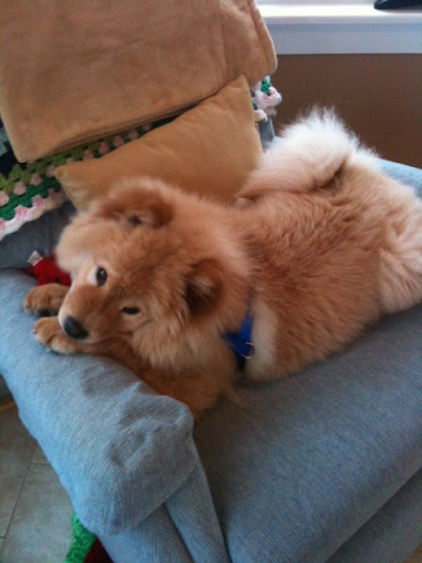 Missy Chow shows the love she feels for her adoptive family and forever home!