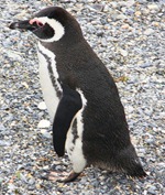 Pinguim-de-magalhaes