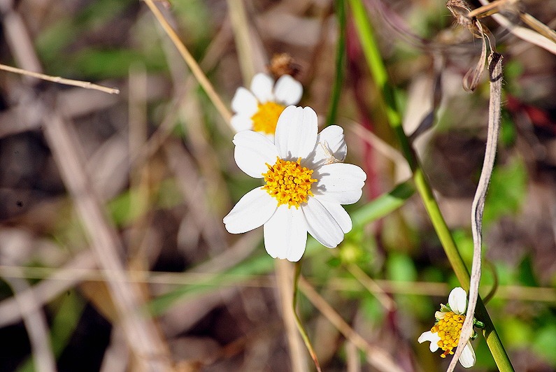 [White-Wildflower5.jpg]