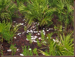 IMG_1107 IMG_1107