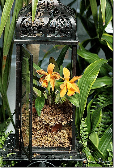 FPC_Orchid_Display