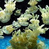 2008-03-16 monterey bay aquarium