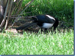 9267 Alberta Calgary - magpies 9267 Alberta Calgary - magpies