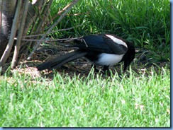 9267 Alberta Calgary - magpies