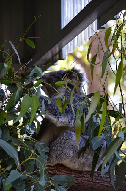 DSC_0630.JPG