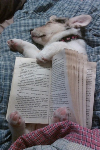 [tired-cute-animals-2%255B2%255D.jpg]