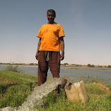 Dongola - Agriculture en bord du Nil (9).JPG