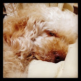 InstagramPhotos