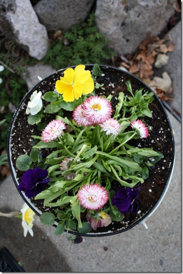 Spring Flowers & Yard 024