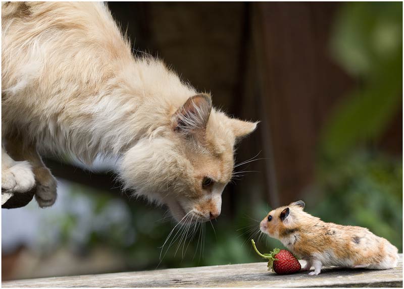 貓咪與動物們互動