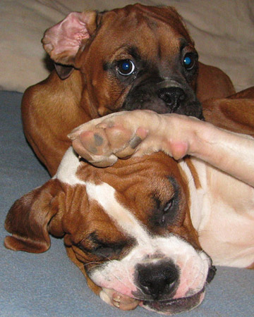 Gaia, a boxer from Fredericksburg, Texas, wants to sleep, but Butchie would rather she play with him, writes rebel_07. Gaia, a boxer from Fredericksburg, Texas, wants to sleep, but Butchie would rather she play with him, writes rebel_07.
