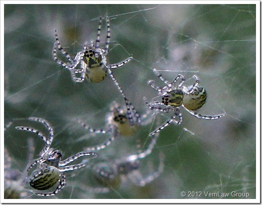 SpiderlingsIMG_7945