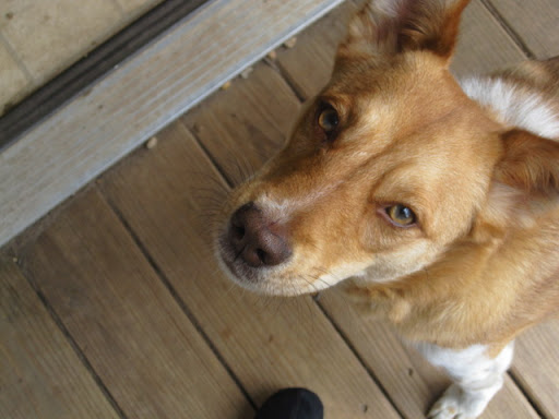 Connor and this playful redhead, Nellie, fell in love immediately. They roll on the floor together and cuddle for hours each night.