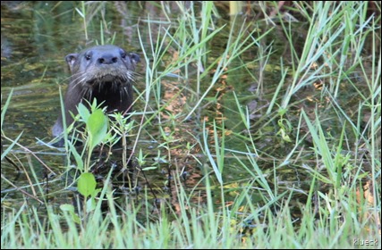 otter