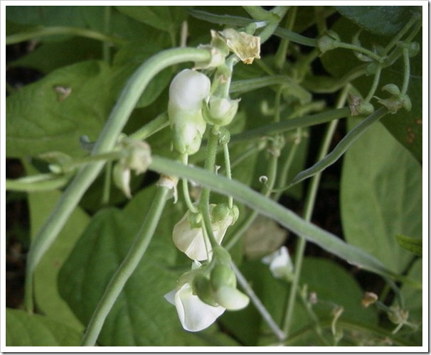 French Filet green bean babies