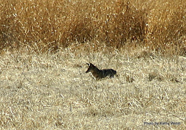 Playful coyote at Whitewater Draw
