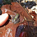 Northern cricket frog