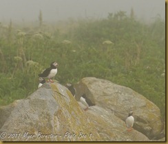 Puffins in fog MSB_7965 NIKON D300S July 03, 2011 Puffins in fog MSB_7965 NIKON D300S July 03, 2011
