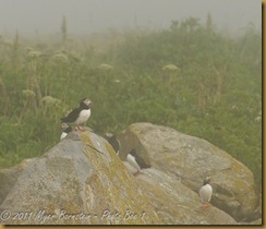 Puffins in fog MSB_7965 NIKON D300S July 03, 2011