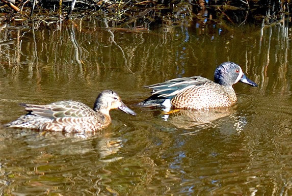 blue winged teal