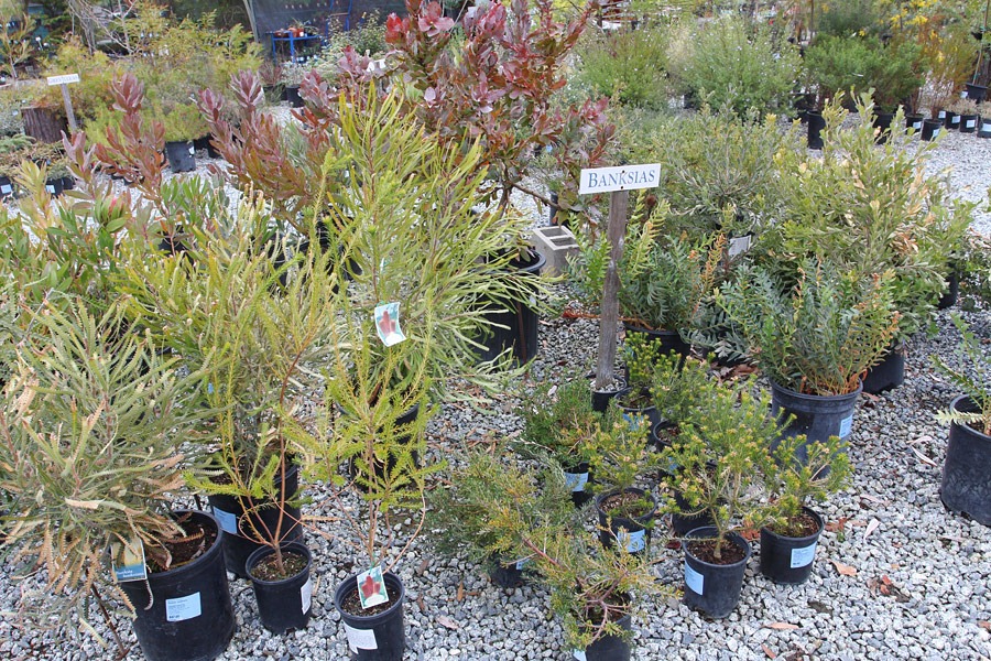 [120212_SierraAzul_banksias%255B2%255D.jpg]