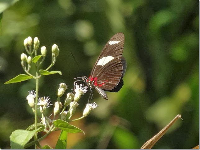 Cayenne_Zoo_DSC08160