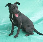 NEGRITA. Hembra 7 años. Cariñosa, noble, sociable con perros pero un poco tímida con humanos