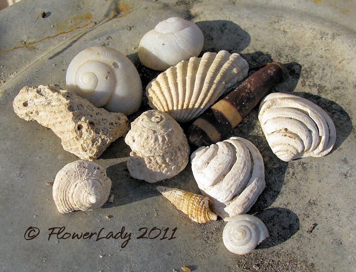 [06-20-shells%255B4%255D.jpg]